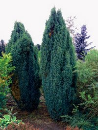 Juniperus communis Meyer