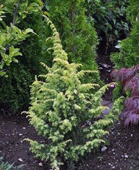 Juniperus communis Schneverdinger Goldmachangel