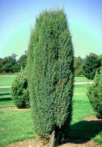 Juniperus communis Suecica