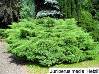 Juniperus Media Hetzii