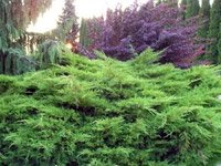 Juniperus Media Pfitzeriana