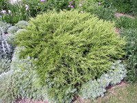 Juniperus sabina Arcadia