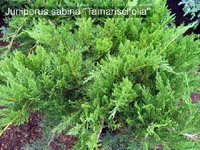 Juniperus Sabina Tamariscifolia