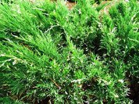 Juniperus sabina Variegata
