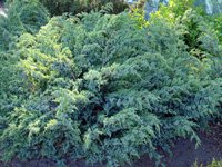 Juniperus squamata Blue Swede