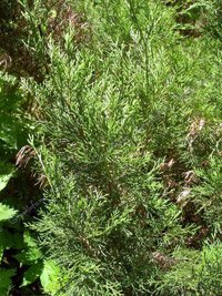 Juniperus virginiana Canaertii