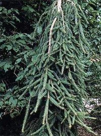 Picea abies Frohburg
