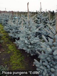 Picea pungens Edith