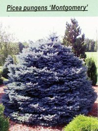 Picea pungens Montgomery