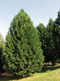 Pinus cembra