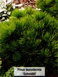 Pinus leucodermis Schmidtii
