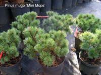 Pinus mugo Mini mops