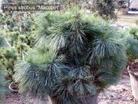 Pinus strobus Macopin