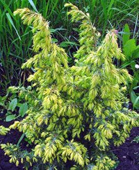 Juniperus communis Schneverdinger Goldmachangel