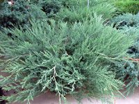 Juniperus horizontalis Hughes