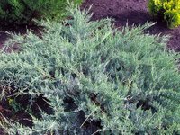 Juniperus Media Hetzii