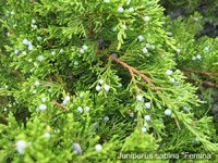 Juniperus sabina Femina