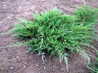 Juniperus sabina Glauca