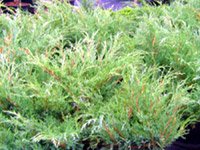 Juniperus Sabina Mas