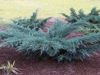 Juniperus virginiana Grey Owl