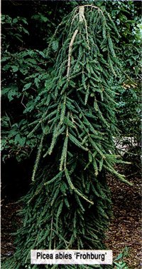 Picea abies Frohburg
