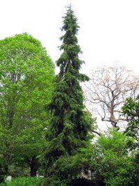 Picea omorika Pendula