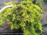 Juniperus horizontalis Golden Carpet