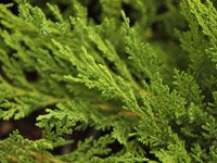Juniperus sabina Femina