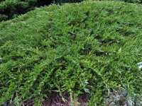 Juniperus sabina Rockery Gem