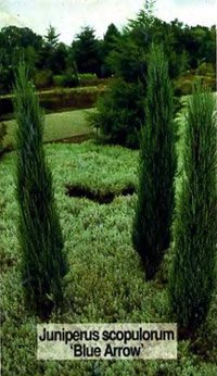 Juniperus scopulorum Blue Arrow