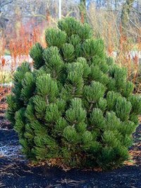 Pinus leucodermis Satellit