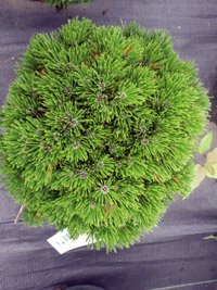 Pinus leucodermis Schmidtii