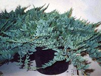 Juniperus horizontalis Blue Chip