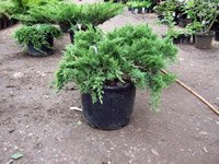 Juniperus Sabina Mas