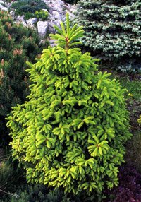 Picea abies Barry