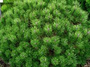 Pinus mugo Mini mops