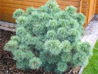 Pinus strobus Radiata