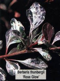 Berberis thunbergii Rose Glow