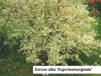 Cornus alba Argenteomarginata