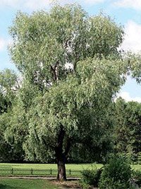Salix alba Argentea