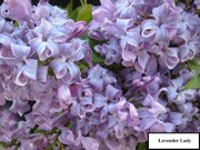 Syringa hyacinthiflora Lavender Lady