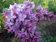 Syringa hyacinthiflora Lavender Lady