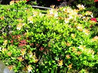 Azalea hybrids Daviesii
