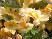 Azalea hybrids Golden Sunset