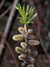 Salix alba Argentea
