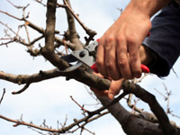 Обрезка деревьев - одна из самых важных процедур при уходе за растениями
