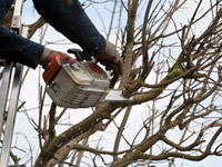 Обрезка деревьев - одна из самых важных процедур при уходе за растениями