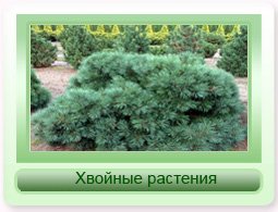 Продажа хвойных деревьев поставки 2016 года