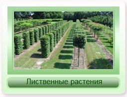 Продажа лиственных деревьев поставки 2016 года