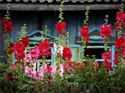 Alcea rosea